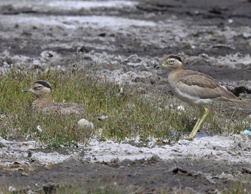 Peruvian Thick-knee, Burhinus superciliaris Ventanilla, Lima, Per? Photo:Gunnar Engblom